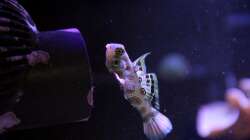 LSD Mandarin-Fisch = Synchiropus picturatus