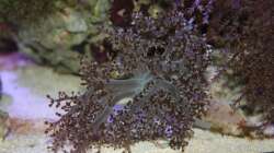 Bäumchenkoralle = Capnella imbricata