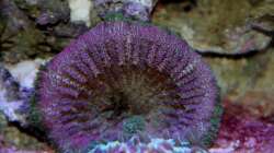 Mni Max lila = Stichodactyla sp