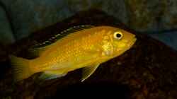 Libidochromis Caeruleus Yellow