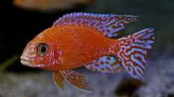 Aulonocara Firefish Bock 1