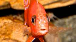 Firefish frontal