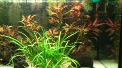 Aquarium Südamerika 180