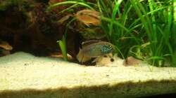 Aquarium Südamerika 180