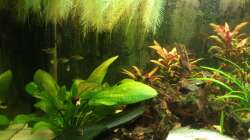 Aquarium Südamerika 180