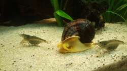 Aquarium Südamerika 180