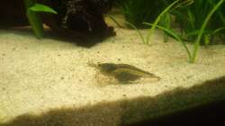 Aquarium Südamerika 180