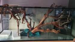 Testaufbau der Wurzeln