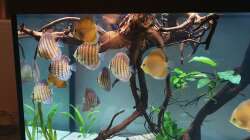 Besatz im Aquarium DiskusWanne