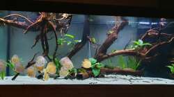 Besatz im Aquarium DiskusWanne