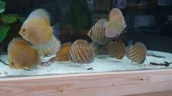 Besatz im Aquarium DiskusWanne