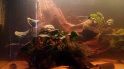 Dekoration im Aquarium Südamerika