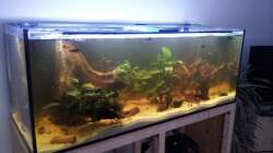 Aquarium Südamerika