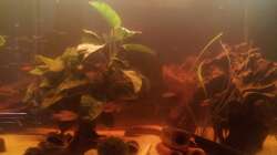 Dekoration im Aquarium Südamerika