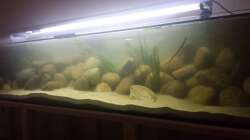 ´MbunaBay´ (Tag 1 der Fertigstellung des Layouts)