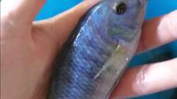 Bock vom Pseudotropheus Greshakei