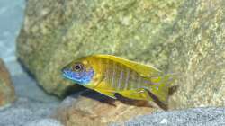 Aulonocara baenschi benga 