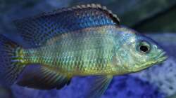 Besatz im Aquarium Placidochromis Dream aufgelöst