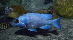 Placidochromis sp. ´phenochilus tanzania´ lupingo