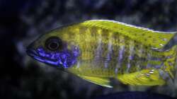 Aulonocara baenschi benga 