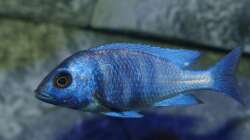 Besatz im Aquarium Placidochromis Dream aufgelöst