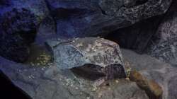 Dekoration im Aquarium Placidochromis Dream aufgelöst