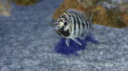Placidochromis sp. ´johnstoni solo´ weibchen