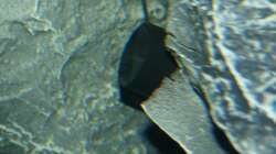 Tunze Turbelle® nanostream® 6025 versteckt hinter einem an die Seite geklebten