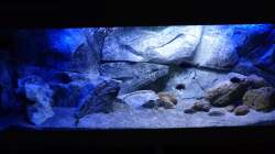 Aquarium Placidochromis Dream aufgelöst