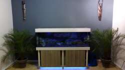 Aquarium Placidochromis Dream aufgelöst