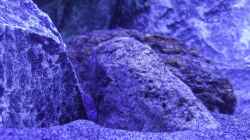 Dekoration im Aquarium Placidochromis Dream aufgelöst
