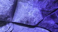 Dekoration im Aquarium Placidochromis Dream aufgelöst