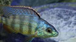 Besatz im Aquarium Placidochromis Dream aufgelöst