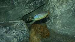 Dekoration im Aquarium Placidochromis Dream aufgelöst