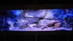 Aquarium Placidochromis Dream aufgelöst