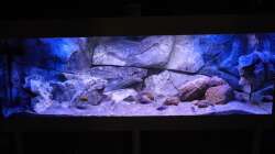 Aquarium Placidochromis Dream aufgelöst