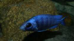 Placidochromis sp. ´phenochilus tanzania´ lupingo