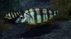 Placidochromis sp. ´johnstoni solo´