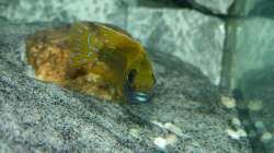 Aulonocara baenschi benga 