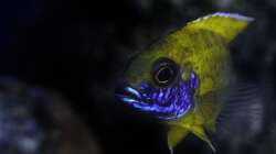 Aulonocara baenschi benga 