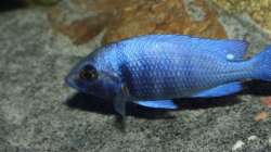 Placidochromis sp. ´phenochilus tanzania´ lupingo, die ersten Schuppen Färben