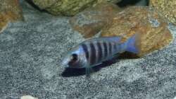 Placidochromis sp. ´phenochilus tanzania´ lupingo Dame