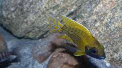 Aulonocara baenschi benga 