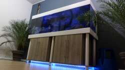 Aquarium Placidochromis Dream aufgelöst