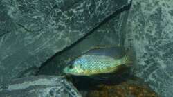 Placidochromis sp. ´johnstoni solo´ in der Balz