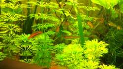 Pflanzen im Aquarium 2. Becken