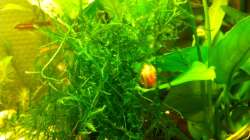 Besatz im Aquarium 2. Becken