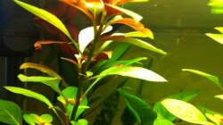 Pflanzen im Aquarium 2. Becken