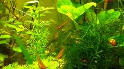 Besatz im Aquarium 2. Becken