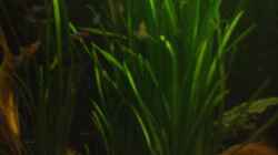 Pflanzen im Aquarium Becken 2699